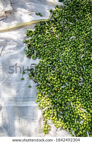 Olive oil production, using green nets. Green olives harvested in field