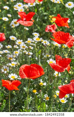 photography of poppies in the field
