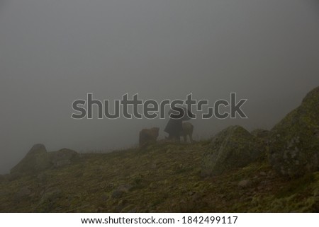Landscape photo was taken in  Rize, Black Sea / Karadeniz region of Turkey. Rize is in the eastern part of the Black Sea Region of Turkey and most rainy and foggy city 