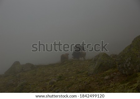 Landscape photo was taken in  Rize, Black Sea / Karadeniz region of Turkey. Rize is in the eastern part of the Black Sea Region of Turkey and most rainy and foggy city 
