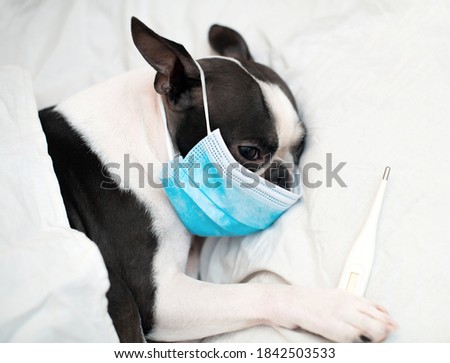 The Boston Terrier dog is ill and sleeps in a bed with a high temperature, wearing a medical mask against viruses and a thermometer covered with a sheet.