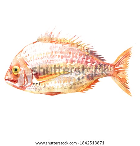 Pagrus fish, Pagrus major, red seabream, Pink Sea bream fish, Japanese seabream, Red porgy, seafood, isolated, hand drawn watercolor illustration on white background