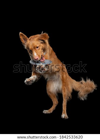 Dog jumping over the disc. Pet in the studio on a black background. Active Nova Scotia Duck Tolling Retriever