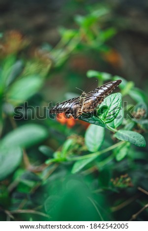 A butterfly sitting on a green plant in the butterfly house, Copenhagen