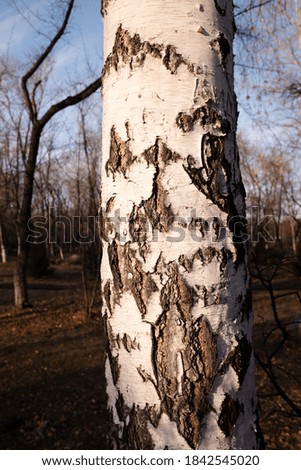 Trunk of a white birch in the autumn forest.