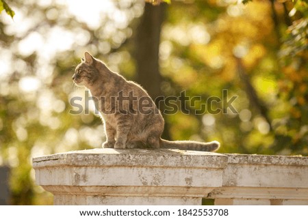 Cat sitting on a stone fence. Image with selective focus.