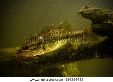 largemouth bass fish underwater in lake Royalty-Free Stock Photo #184256462