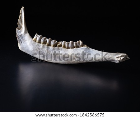 A small deer jawbone, found in Colorado, placed gonna black background Royalty-Free Stock Photo #1842566575