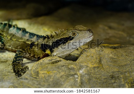 The Australian water dragon (Intellagama lesueurii)