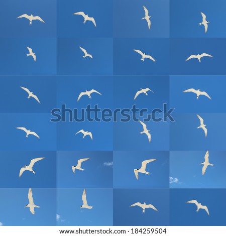 Superb collage of lovely white little tern sternula albifrans soaring in a  bright blue Australian sky on a summer afternoon  is ideal for pleasant bright airy  wallpapers and backgrounds.