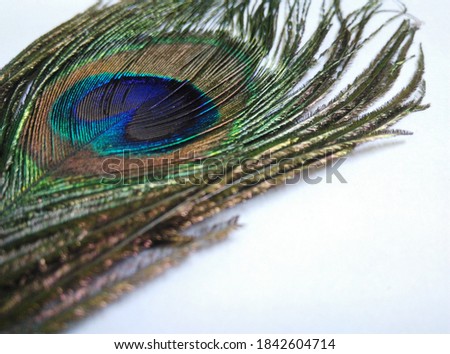 Multi color peacock feather picture