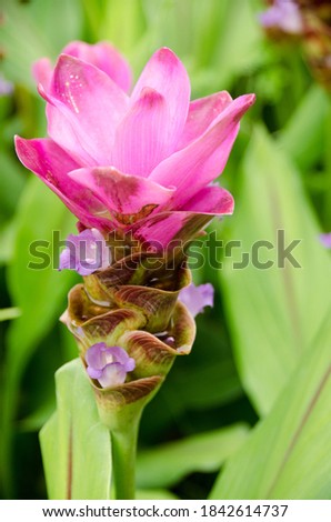 Clove flowers in nature,Siam Tulip,Curcuma sessilis. Tropical Flower krajeaw in Thailand