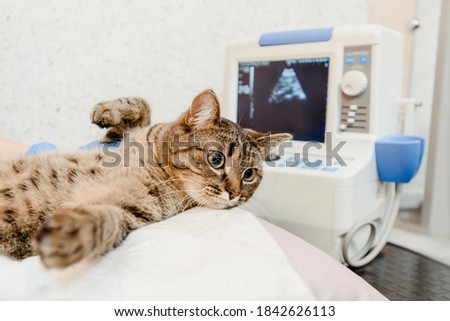 Cat lying on table during ultrasound examination in modern vet clinic Royalty-Free Stock Photo #1842626113