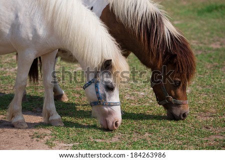 Dwarf horse in the park.