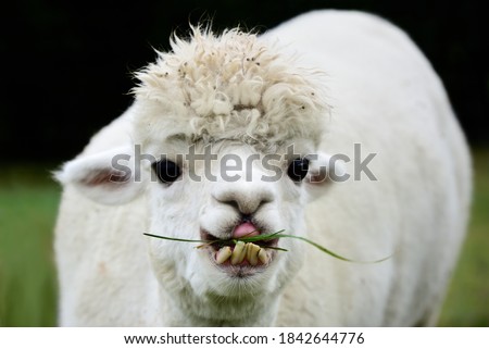 A white alpaca with crooked teeth and big eyes is chewing grass and looking at the camera Royalty-Free Stock Photo #1842644776