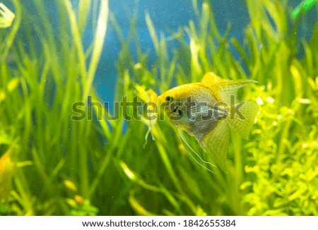  beautiful aquarium fish with algae