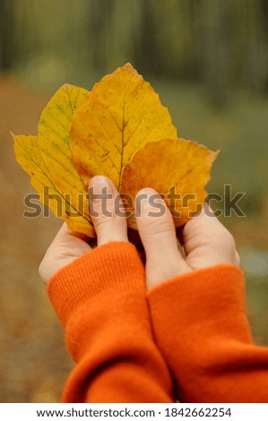 Woman in orange sweater holds autumn leaves in the forest. Fall lifestyle photo