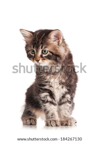 Caution cute siberian kitten isolated on white background