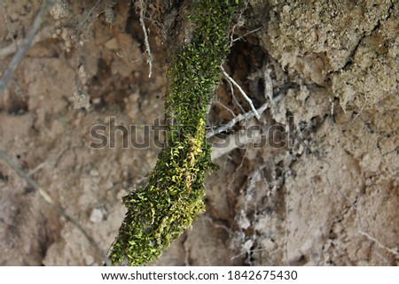 Foliage surrounding a branch coming out of the ground