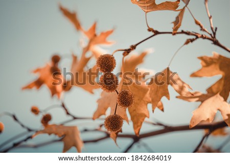 Brown color plane tree leaves and fruits on sky background. Platanus orientalis, Old World Sycamore, Oriental Plane. Autumn concept.