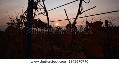 Evening sun shining through red colored fading vine leaves on a vineyard in Kaiserstuhl, Germany in autumn. Focus on leaves in front with Bokeh background.