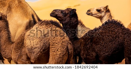 camel group, caravan, traveling though the desert, during the day, exposed to the heat and arid environment 