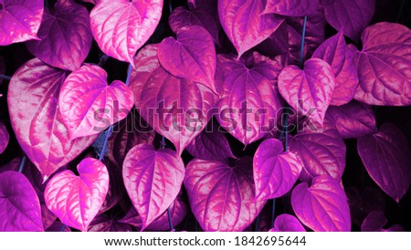 pink leaves for background, floral leaf