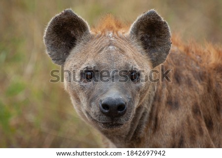 A female Hyena adult seen on a safari in South Africa