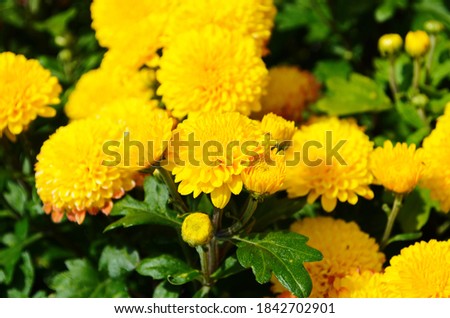 Yellow chrysanthemums daisy flower background pattern bloom.