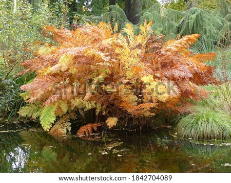 October 2020, dying royal fern, "Purpurascens" Osmundaceae family. Hannover Berggarten, Germany.