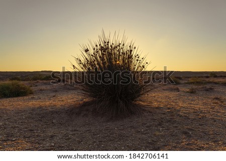 Cape Rush, prickly bush in desert