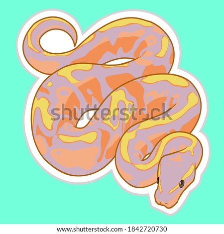 illustration vector graphic of ball python snake. perfect for sticker clothes and t shirt 