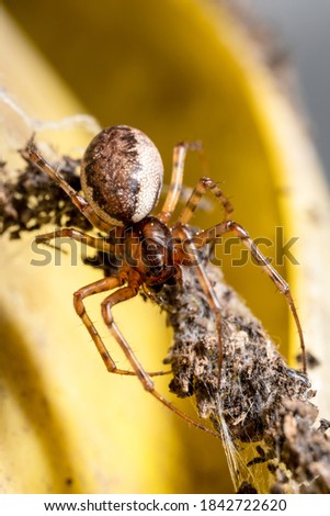 the spider has collected a lot of food for itself in its web. macro photo