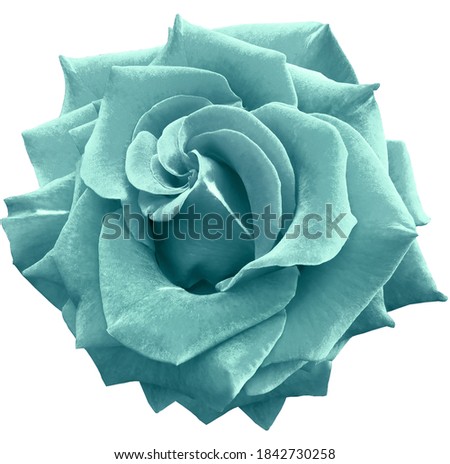 turquoise rose flower  on white  isolated background with clipping path. Closeup. For design. Nature. 
