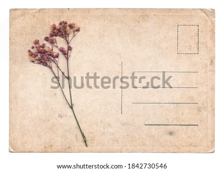 Blank old vintage postcard with dry flower isolated on white background