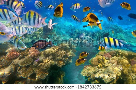 Underwater colorful tropical fishes at coral reef at Red Sea. Royalty-Free Stock Photo #1842733675