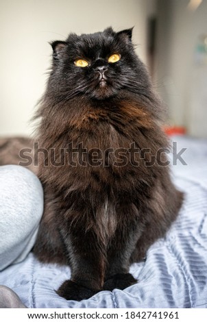 fluffy cat, scottish fold long hair, black and brown cat with yellow eyes
