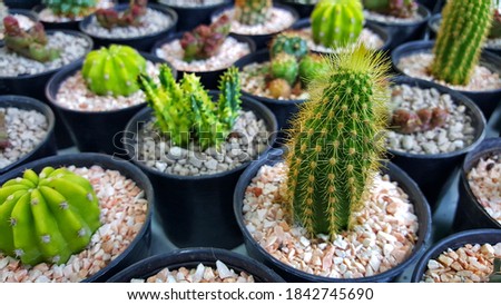 Collection of various cactus plants in different pots. Potted cactus house plants. Cactus plants banner. Top view.