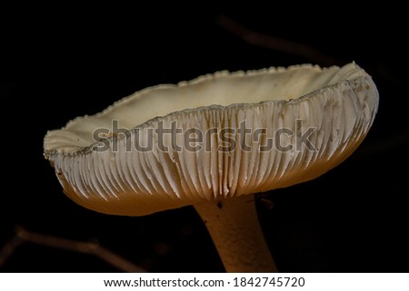 A closeup picture of a fungus in a forest. Dark background. Picture from Bokskogen, Malmo, southern Sweden