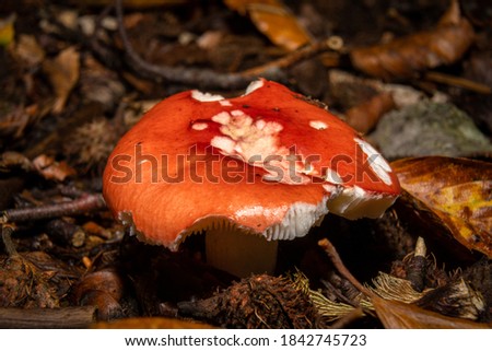 A closeup picture of a fungus in a forest. Dark brown and orange leaves in the background. Picture from Bokskogen, Malmo, southern Sweden