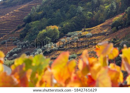 Douro Vineyards dressed with warm colored leaves