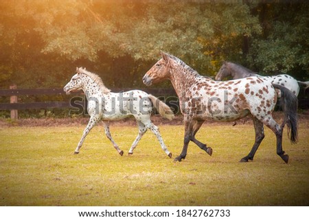 
appaloosa horses from the farm near a pasture in autumn