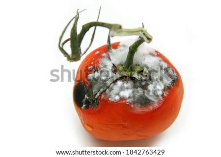 A picture of a rotten tomato isolated on a white background. 