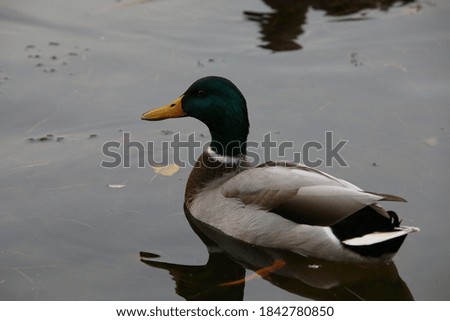 Duck Drake float on water close-up.Wild animal on a cloudy day