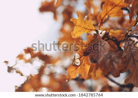 beautiful golden leaves against the sky
