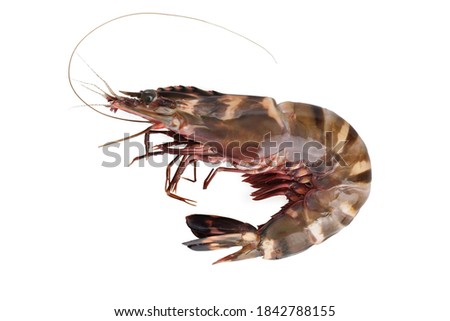 Closeup image of raw tiger prawn isolated at white background.