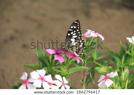 butterfly stands on the flowers