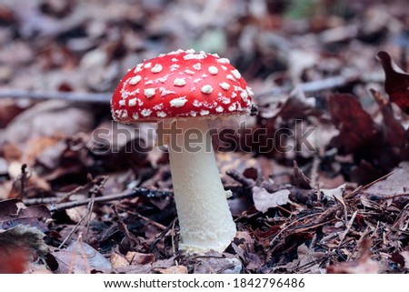 close up of a fly mushroom or toadstool growing on the forest floor, brown and orange autumn leaves, sideview looking onto the mushroom steam and the red cap with white harry dots, Amanita muscaria