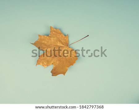 Flat lay creative autumn composition. Golden leaves on beige background top view copy space. Fall concept. Autumn background. Minimal concept idea, floral design