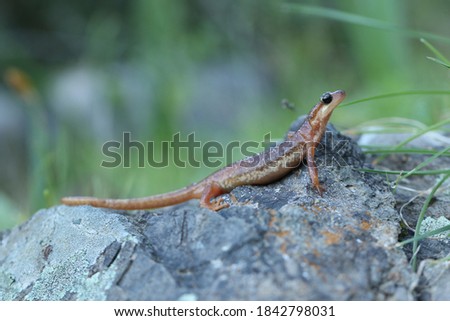 Lycian Salamander (Lyciasalamadra arikani) from southern Turkey